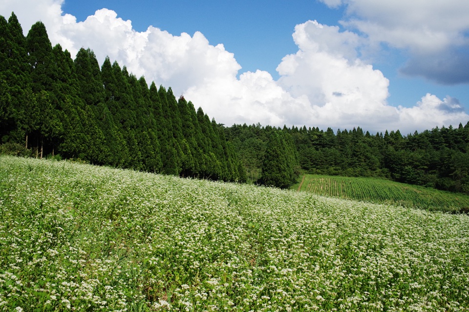 輪島市 門前町 山是清(やまこれきよ)<br>金沢大地の有機ソバ畑にて(2020年9月撮影)<br><br>能登の復興への道のりはまだまだ先が長いのですが、日本各地のみなさんに、能登のおいしい蕎麦を食べて応援していただければ、わたしたちもまた復興に向けてがんばることができます★<br><br>いつもありがとうございます！！