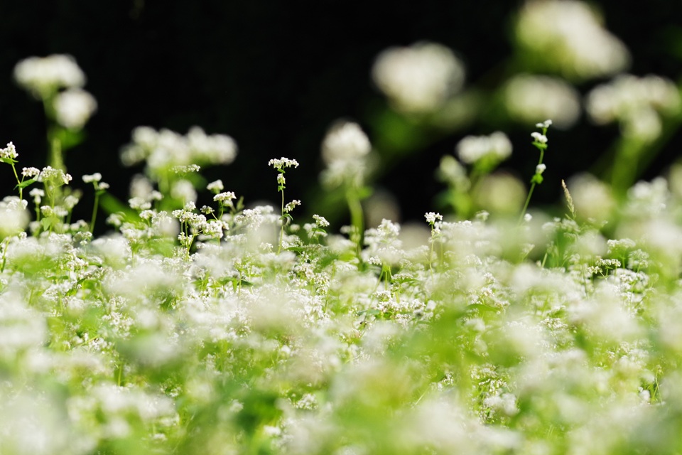 輪島市 門前町 山是清(やまこれきよ)<br>金沢大地の有機ソバ畑にて(2020年9月撮影)