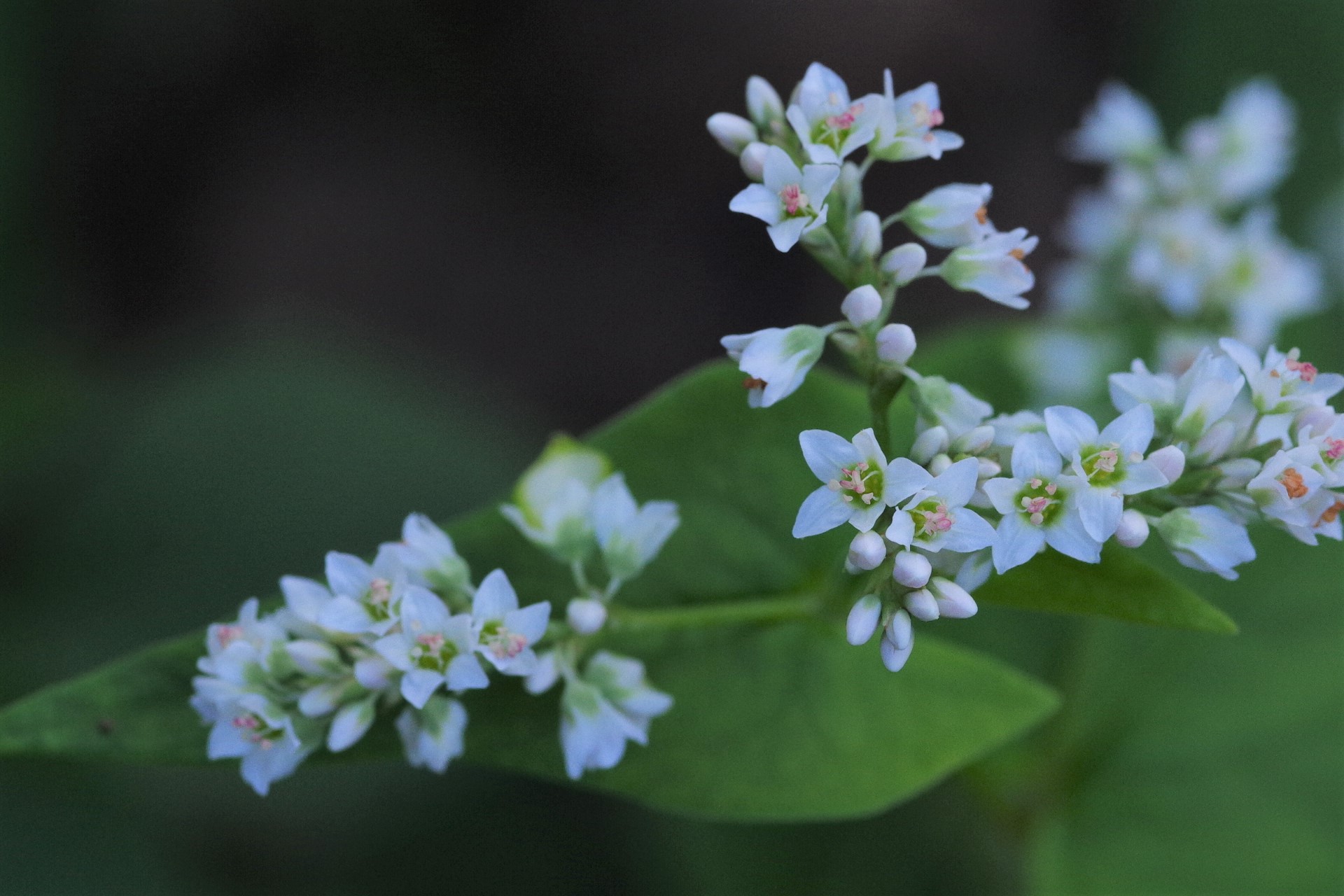 輪島市 門前町 山是清(やまこれきよ)<br>金沢大地の有機ソバ畑にて(2020年9月撮影)