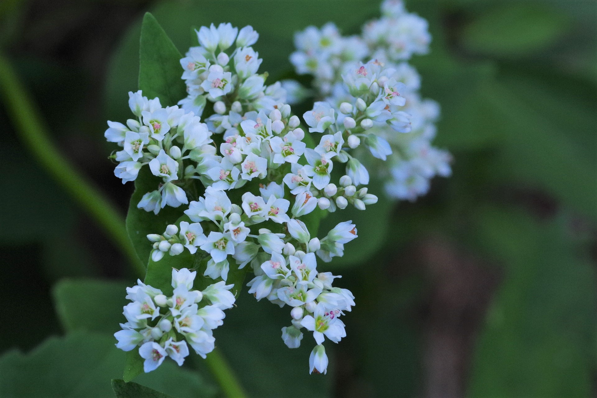 輪島市 門前町 山是清(やまこれきよ)<br>金沢大地の有機ソバ畑にて(2020年9月撮影)