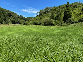 奥能登の里山・穴水地区で有機栽培するコシヒカリ。能登の風土は、昼夜の気温差や、きれいな湧き水などにも恵まれ、おいしいお米づくりに最高の環境です。<br>(2025年7月撮影) ※さわやかな風がとても気持ち良い日でした！