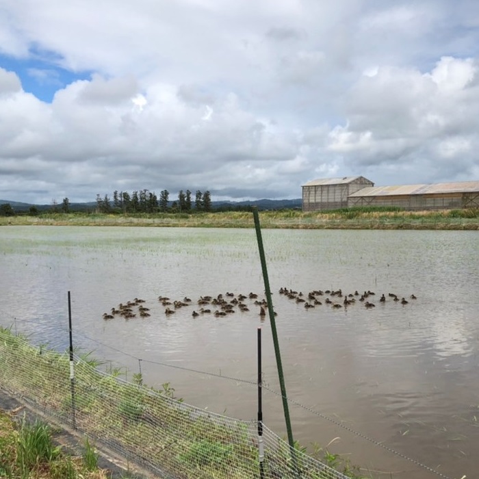 有機米《あきだわら》の水田の一部では真鴨が泳ぎ回り、除草や害虫駆除をしてくれる「アイガモ農法」も実践中！