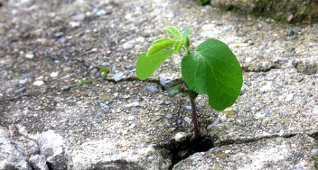 2025.4.22※7.22プレゼント終了<br>19代目『幸運の大豆』プレゼント★大豆を育ててみませんか？