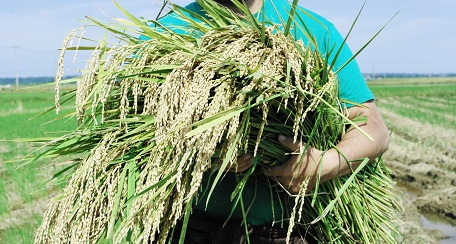 2025.9.3【9月中旬～第2弾発売】<br>新米ラインナップ・食味チャート・品種別おすすめ料理・30by30