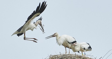 2025.5.1<br>祝！コウノトリの赤ちゃん3年連続誕生★YouTubeライブ配信中